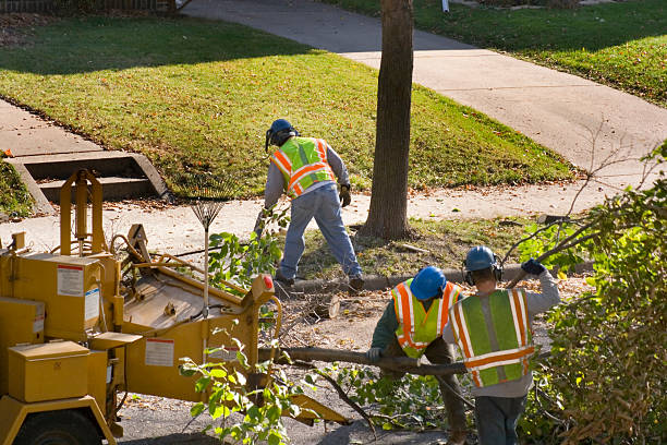 Reliable Holland, MI Tree Services Solutions